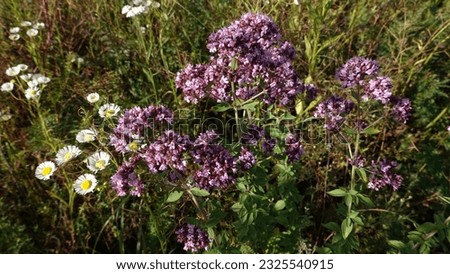 Similar – Beach lilacs from the frog’s perspective on Hallig Gröde