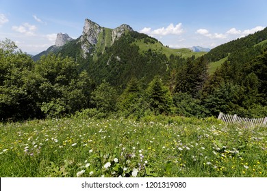 Meadow flowers in the foerground with wooden fence on the hills around Col de la Forclaz France