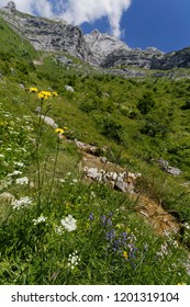Meadow flowers and a fresh water stream cascading down the valley nr Col de la Forclaz France