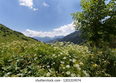 Meadow flowers in full bloom in the foreground on the hills around Col de la Forclaz France