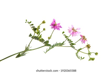 Meadow Flowers Isolated On White Background. 