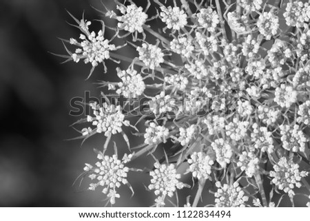 Foto Bild Nahaufnahme einer Fliederblüte von Globularia alypum mit Sonnenuntergangslicht in der Natur