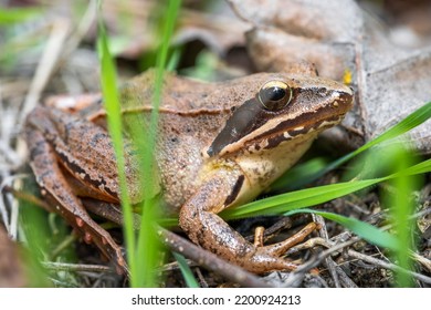 Meadow Frog Rana Temporaria Belonging To The Ranidae Family