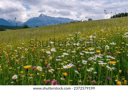 Meadow full of beautiful mountain flowers in the background of the High Tatras mountains. Discover the spring beauty of the mountains. Сток-фото © 