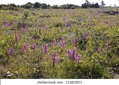 Meadow full of orchids
