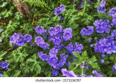 Meadow Geranium Flowers Growing In A Green Field In Summer From Above. Top View Of Purple Plants Blooming In A Lush Botanical Garden In Spring. Beautiful Violet Flowering Plants Budding In A Forest