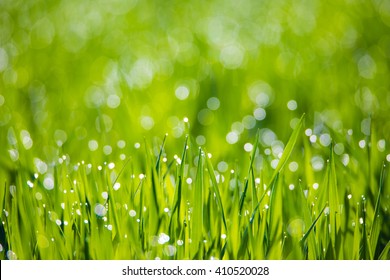 a meadow with glistening dewdrops - Powered by Shutterstock