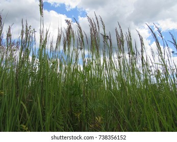 meadow grass