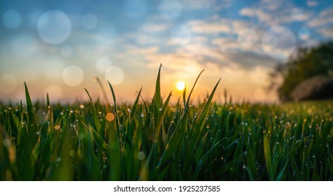 Meadow grass in the field in the early morning - Powered by Shutterstock