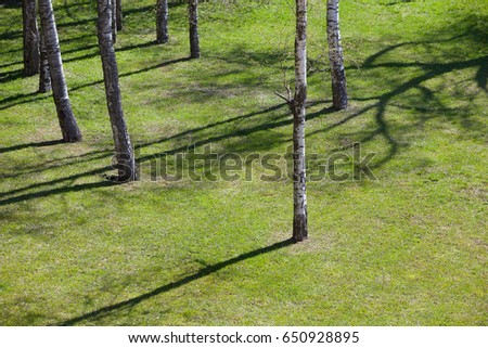 Meadow with grass and young birches in spring, the shade from the trees