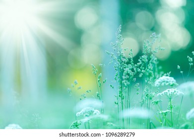 Meadow grasses in dreamy summer view