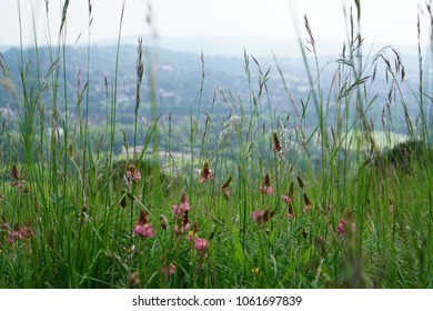 Meadow grasses and flowers seen on the Surrey Hills, UK