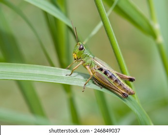 Meadow Grasshopper (Chorthippus Parallelus)