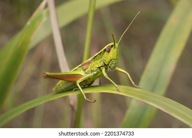 Meadow Grasshopper Pseudochorthippus Parallelus Male