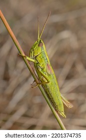 Meadow Grasshopper Pseudochorthippus Parallelus Male