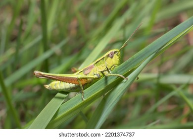 Meadow Grasshopper Pseudochorthippus Parallelus Male