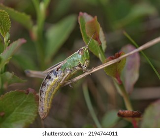 Meadow Grasshopper Sat On A Twig .