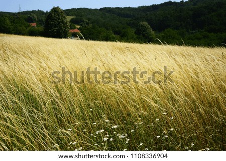 Similar – Foto Bild Makro von vertrockneten Herbstblättern