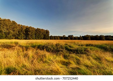 Meadow Landscape On Deas Island, Delta, British Columbia, Canada