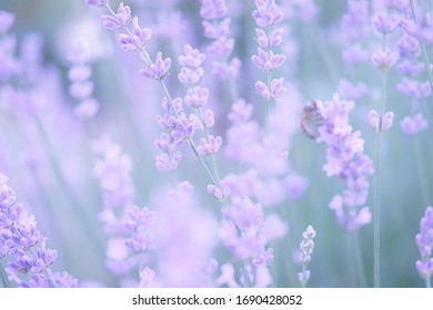 Meadow with lavender and bee unsharp - Powered by Shutterstock