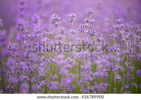 Similar – Lavender field in bloom