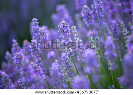 Similar – Lavender field in bloom