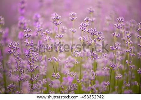 Similar – Image, Stock Photo Purple Lavender Field In Summer