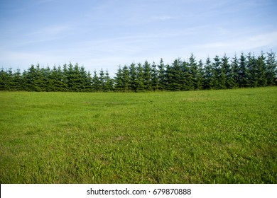 Meadow and a line of conifers (spruce trees) -  tree line behind a meadow in summer