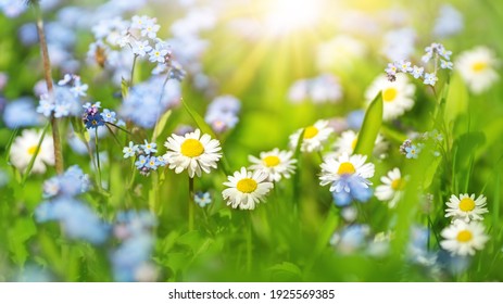 Meadow with lots of colorful spring flowers on sunny day. Nature floral background in early summer with fresh green grass.