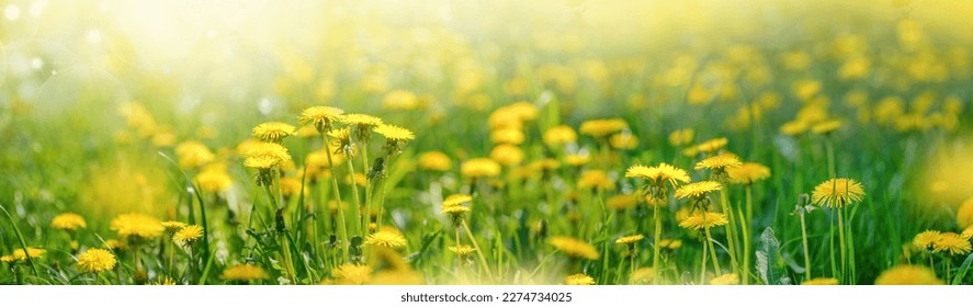 Meadow with lots of spring flowers yellow dandelions in sunny day in nature. Ultra wide banner format, panorama. - Powered by Shutterstock