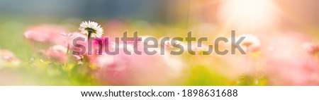 Meadow with lots of white and pink spring daisy flowers and yellow dandelions in sunny day. Nature floral background in early summer with fresh green grass