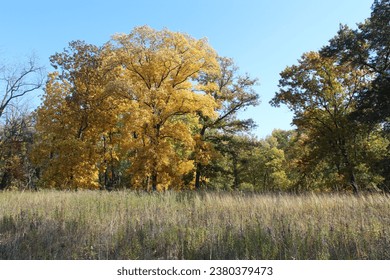 A meadow at Miami Woods in Morton Grove, Illinois with trees with fall colors in the background