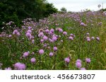 Meadow of milk thistle flower.