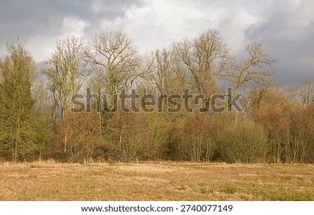 meadow and mixed bare forest on a sunny winter day in Bourgoyen nature reserve, Ghent, Flanders, Belgium