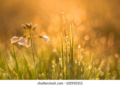 Meadow In The Morning With Dew Drops