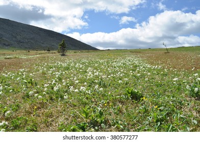 Meadow in the mountains