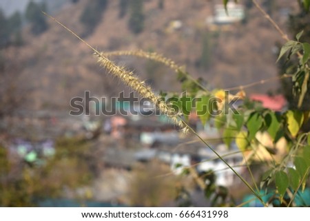 Meadow- nature
