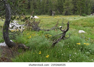 A Meadow Near Chewing Gum Lake In The Emigrant Wilderness Of Stanislaus National Forest.