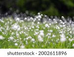 a meadow on the moutains in a high moor with the beautiful eriophorum flowers in summer