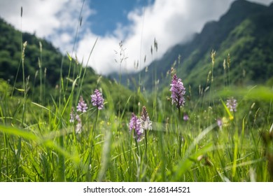 meadow with orchid flowers and mountains
 - Shutterstock ID 2168144521
