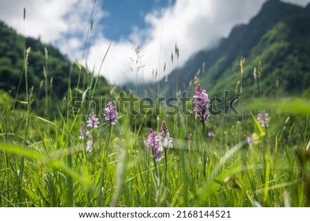 meadow with orchid flowers and mountains
