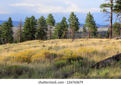 Meadow and pine trees