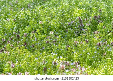 Meadow Pink Flowers Growing on Field, Wild Small Flowers on the Green Grass - Shutterstock ID 2151302423