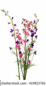 Meadow Of Pink Flowers On A White Background