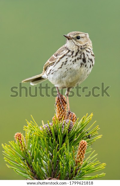 Meadow pipit (Anthus pratensis), with beautiful\
green coloured background. Colorful song bird with yellow feather\
sitting on the ground in the mountains. Wildlife scene from nature,\
Czech Republic