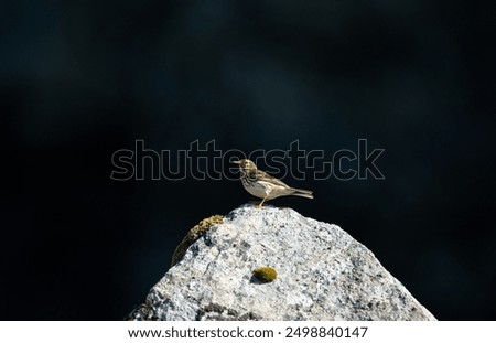 Similar – Image, Stock Photo Wagtail on rocks Nature