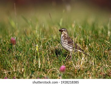 209,723 Bird meadow Images, Stock Photos & Vectors | Shutterstock