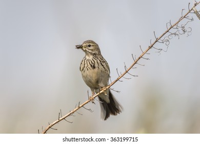Meadow pipit perched on a twig with bugs in its beak