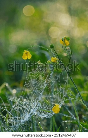 Similar – Foto Bild gelbes Blütenmeer Pflanze