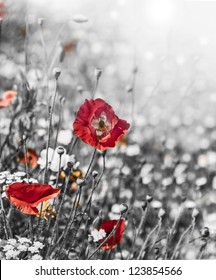 Meadow With Red Poppies - Monochromatic Picture